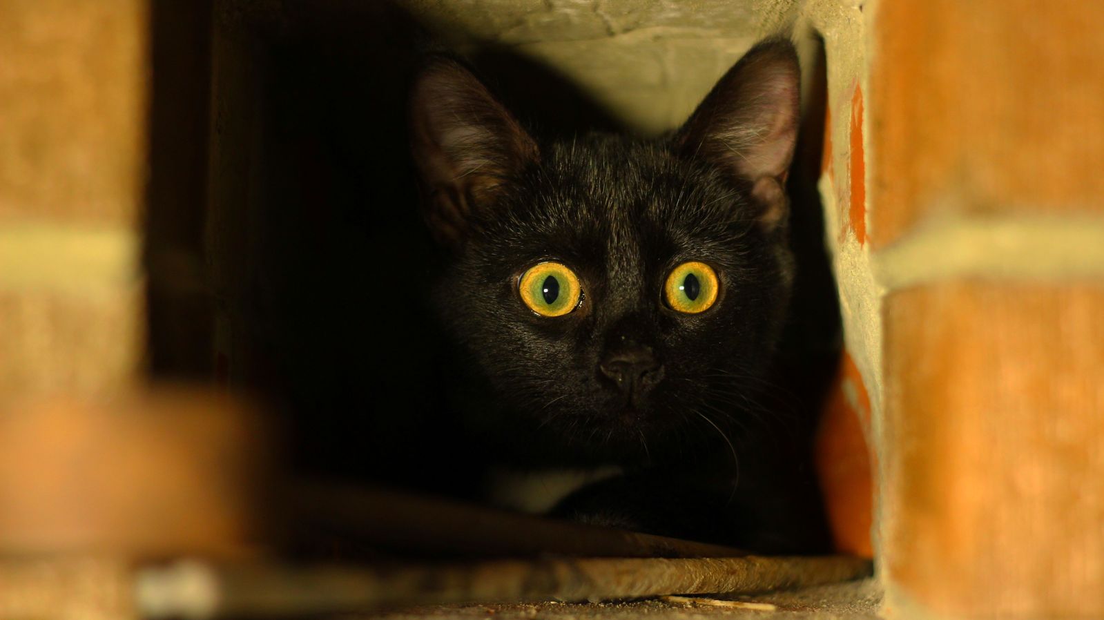 В пятницу 13 стоит остерегаться черных кошек