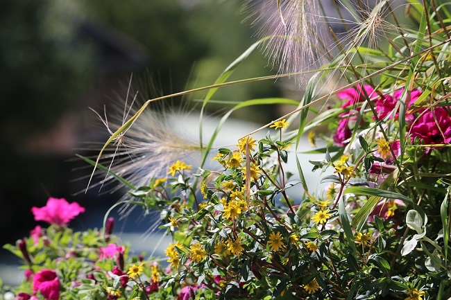 Головна прикраса на Трійцю - польові квіти