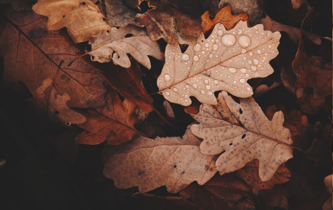 Последнее &quot;бабье лето&quot;: когда ждать потепление до +17 градусов