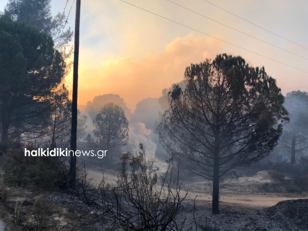 На севере Греции вспыхнули лесные пожары