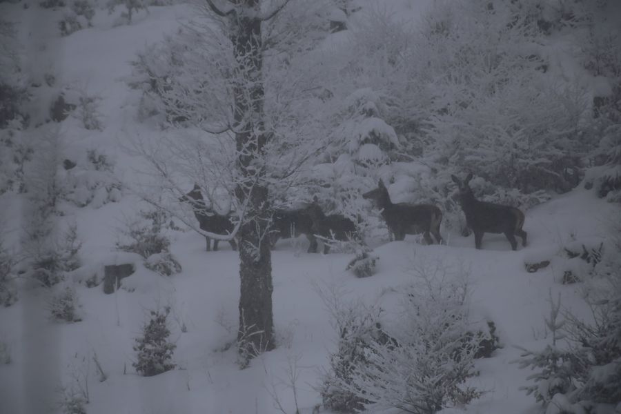 В заснеженных Карпатах на склоне "засекли" семью редких лесных жителей (фото)