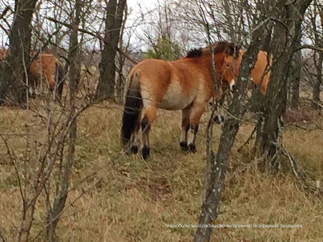 З'явилися нові фото зниклих тварин з Чорнобильської зони