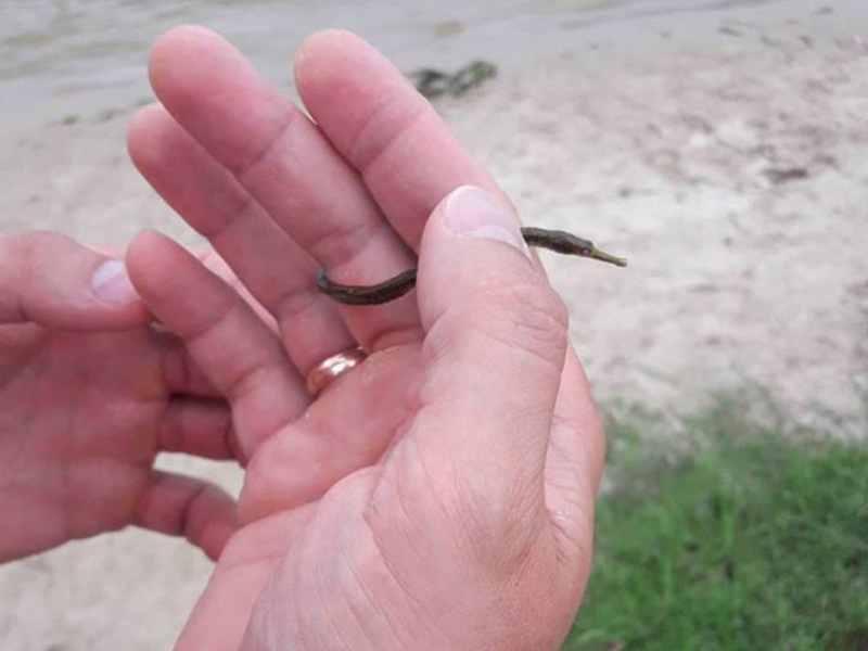 У Києві б'ють на сполох через аномальне нашестя медуз: у чому причина