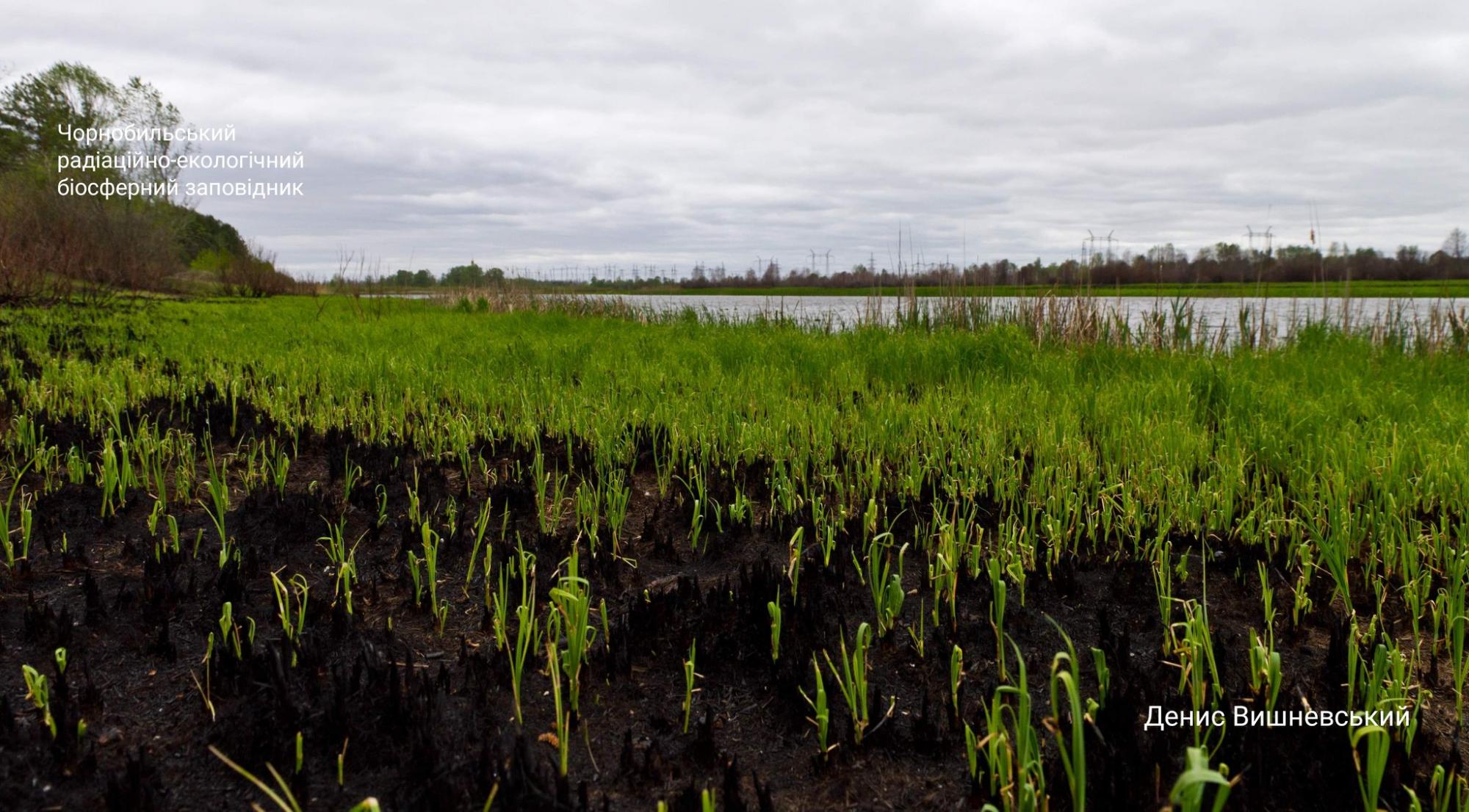 Чернобыль оживает после пожаров: новые фантастические снимки