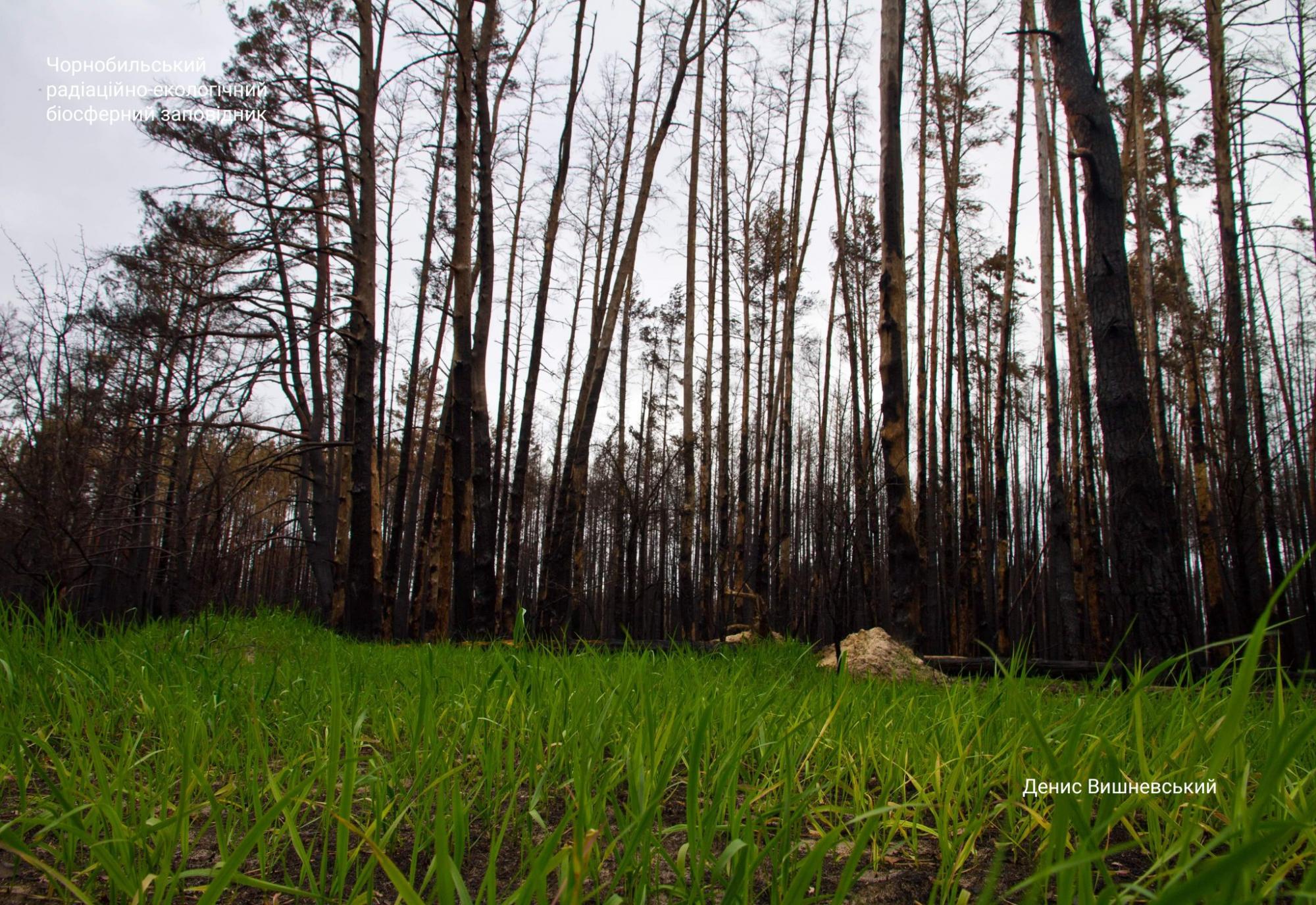 Чернобыль оживает после пожаров: новые фантастические снимки
