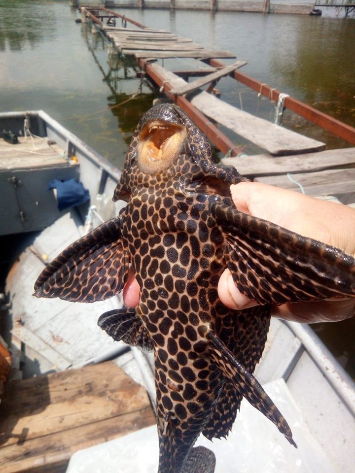 У Дніпрі виявили екзотичну рибу: природа очищається?