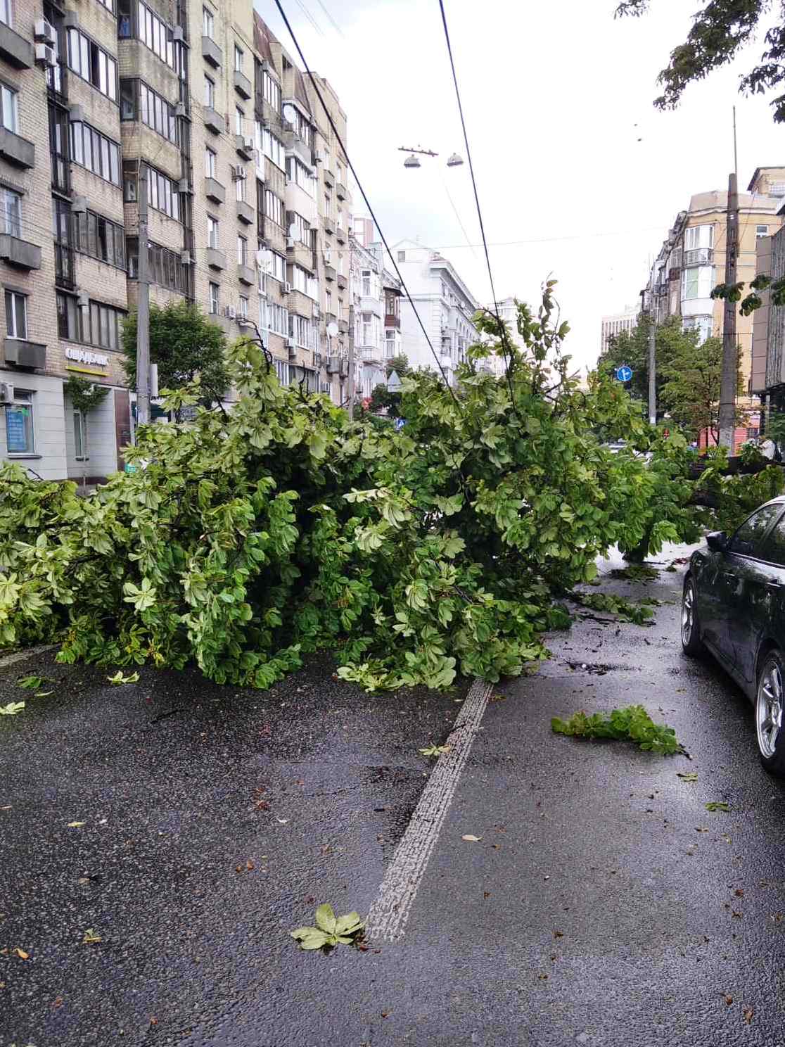 В Киеве сильный ветер повалил деревья в трех районах: фото последствий стихии