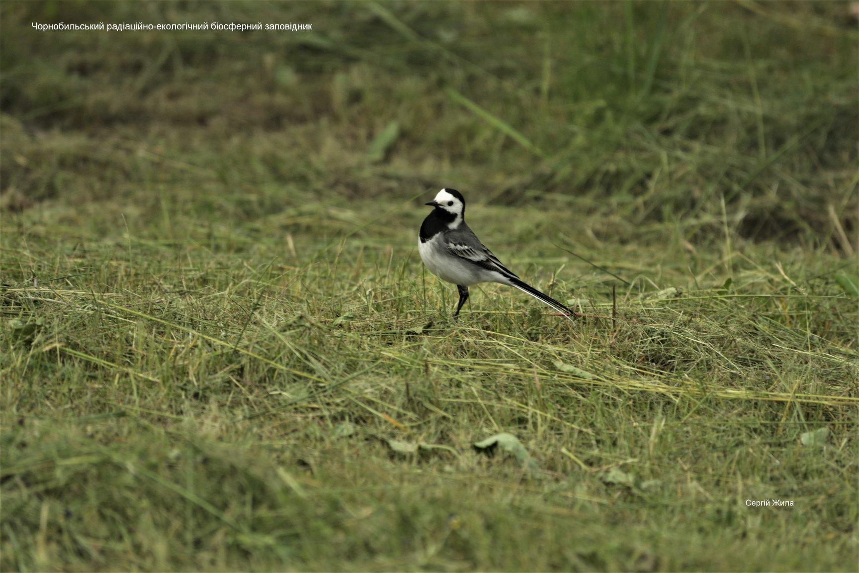 В Чернобыле исчезла птица, которой полно в каждом дворе
