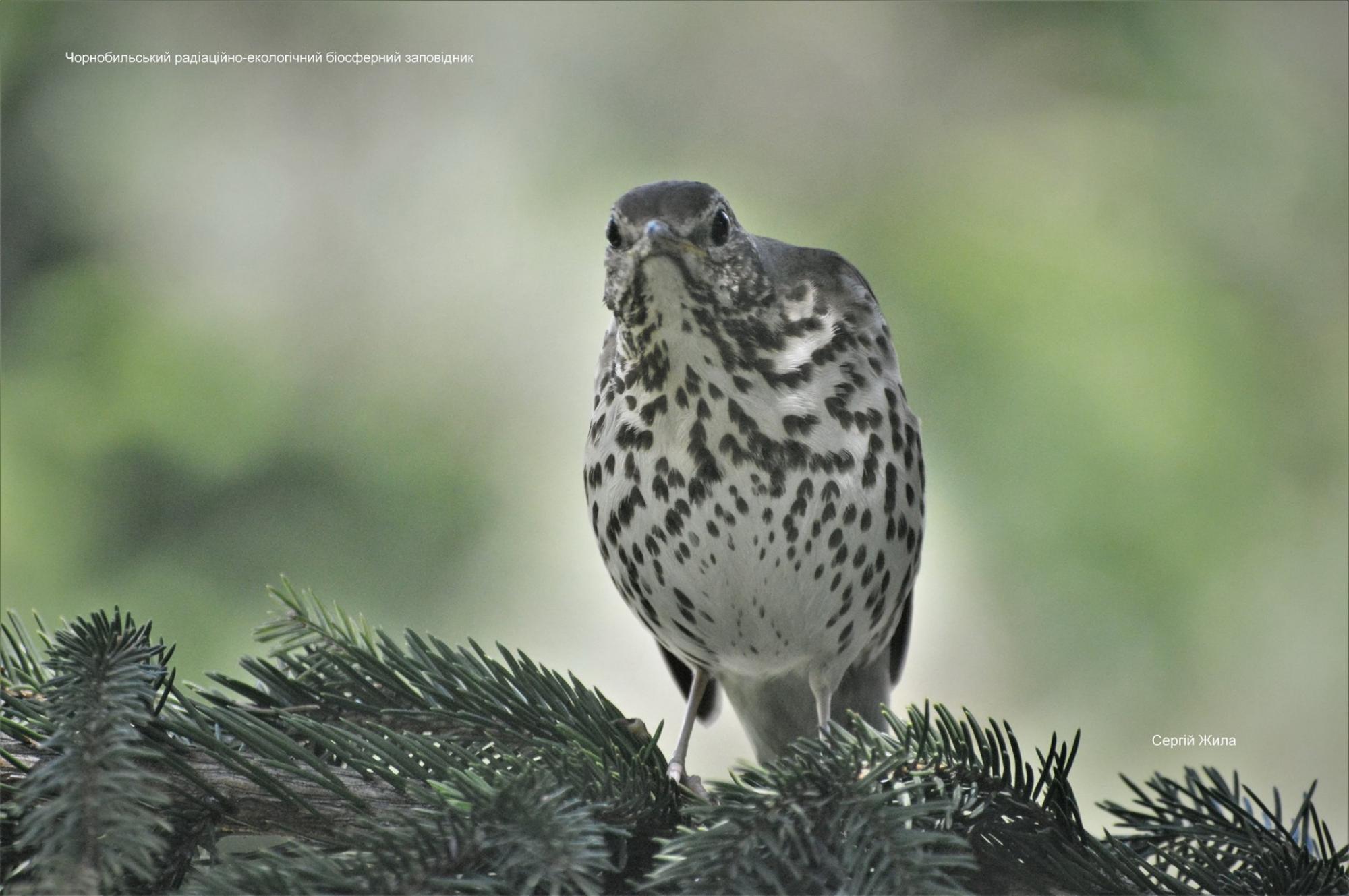 В Чернобыле исчезла птица, которой полно в каждом дворе