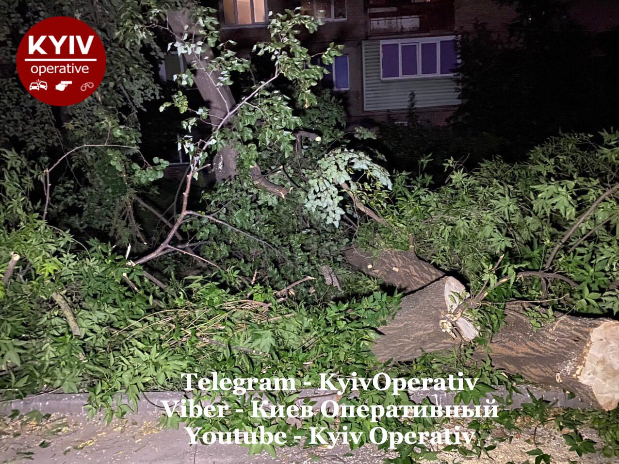 В Киеве рухнуло дерево: авто оказались в ловушке (фото)