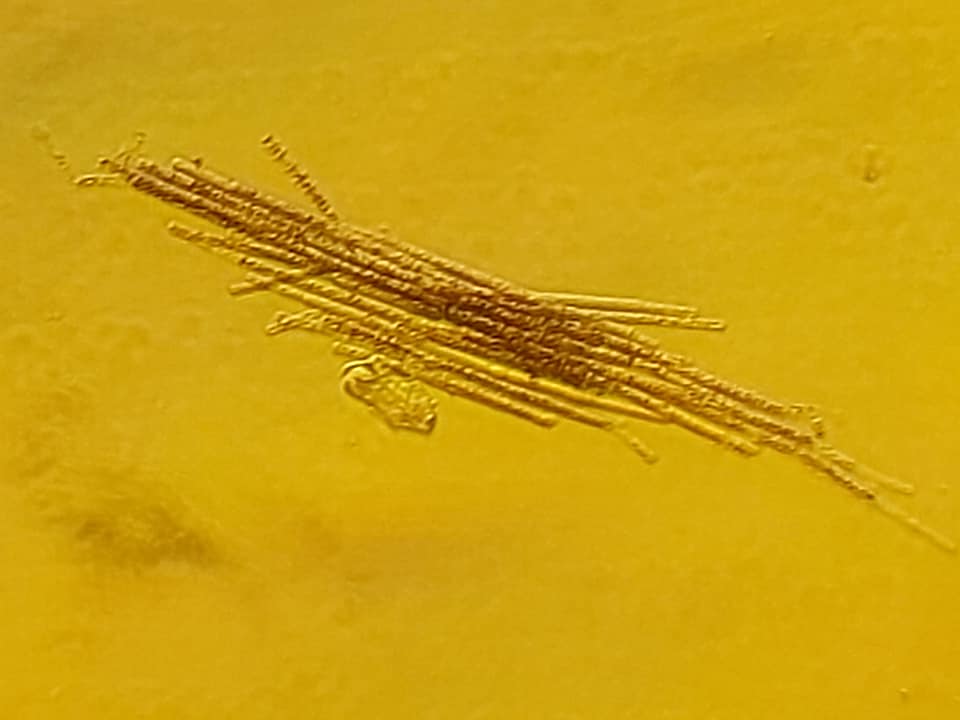 На популярному українському курорті після дощів "зацвіло" море: екологи б'ють на сполох (фото)