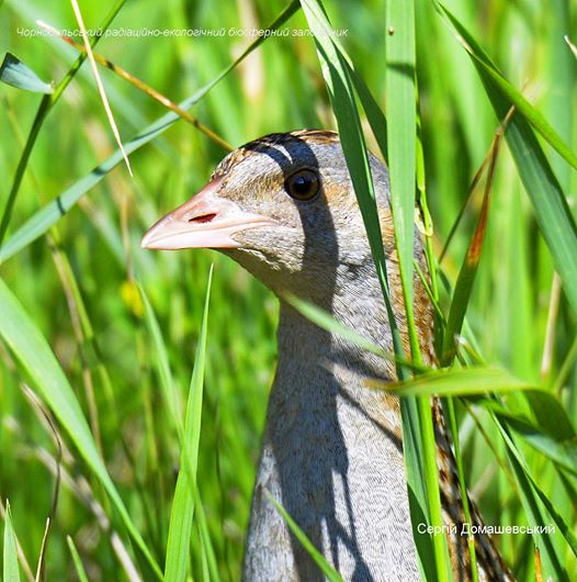 У Чорнобилі показали на фото рідкісного птаха-невидимку: вона швидко бігає