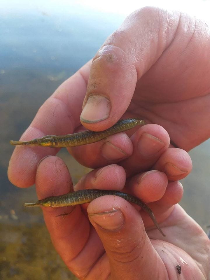 У Дніпрі рибалка виловив екзотичних риб, що мешкають біля берегів Італії