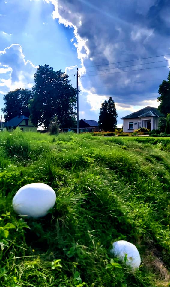 В Украине нашли гигантский гриб: больше футбольного мяча