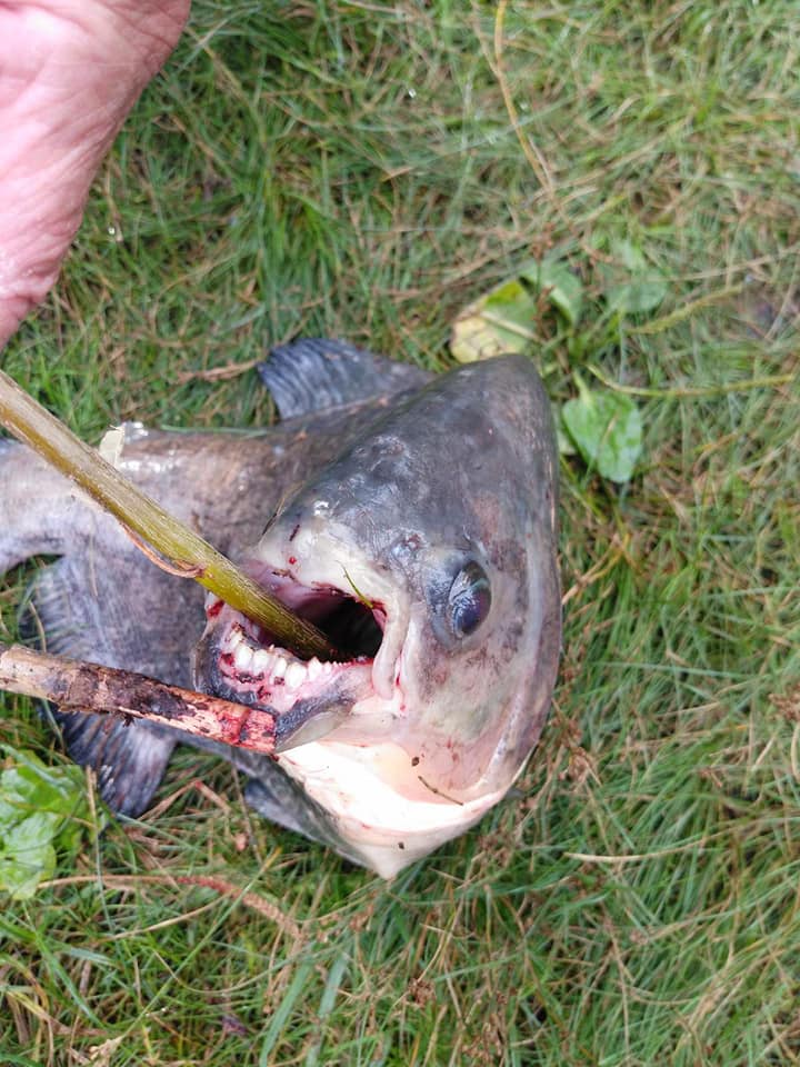 У Києві рибалка виловив рибу з людськими зубами: фото &quot;монстра&quot;