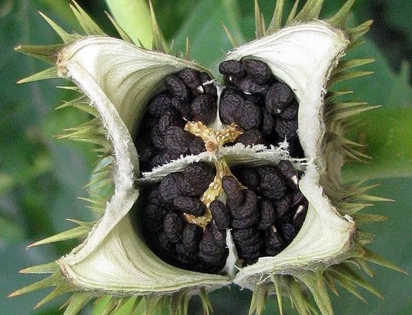 Под Днепром дети попали в реанимацию из-за ядовитого растения