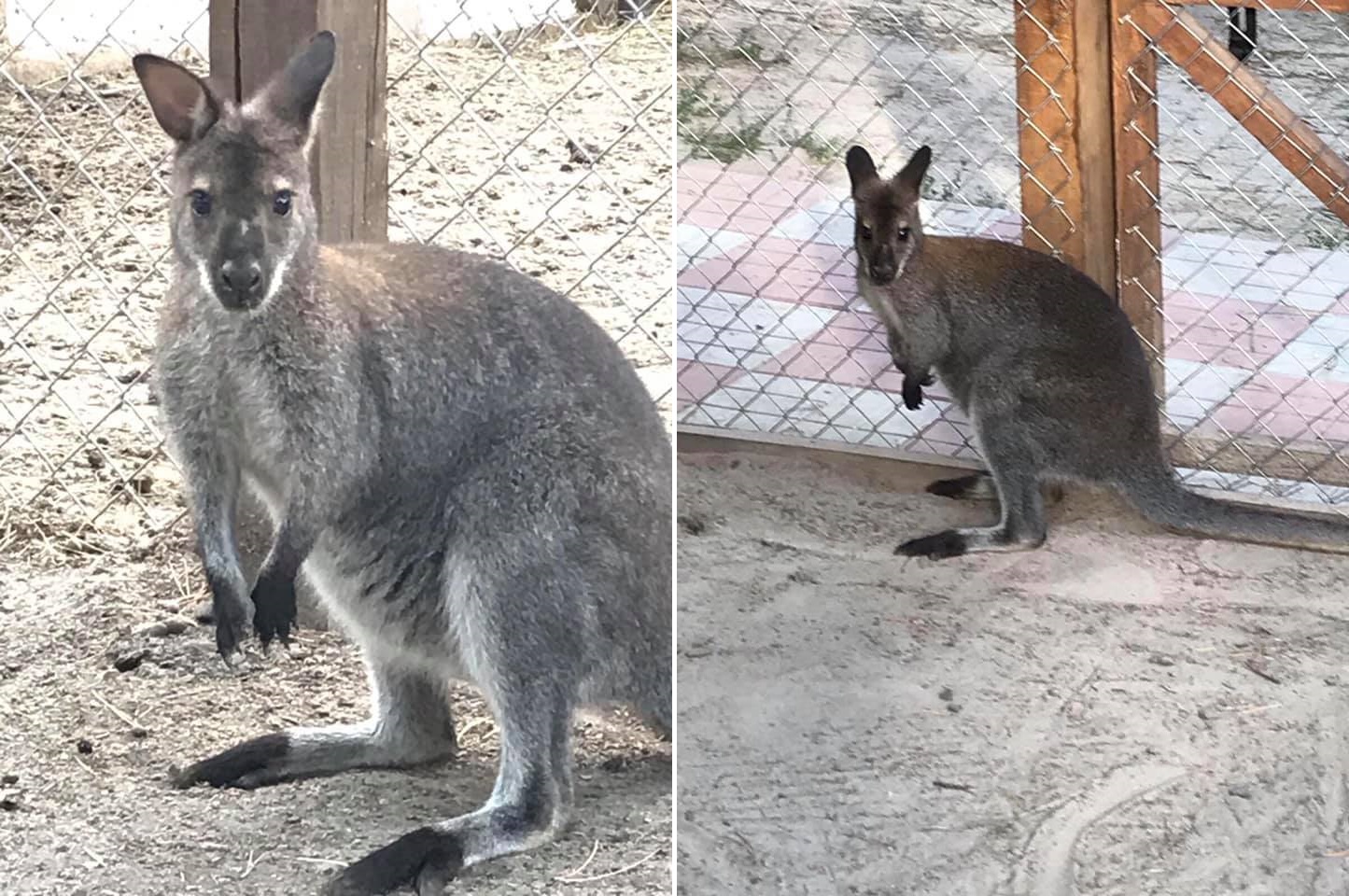 Под Киевом кенгуру вырвался из зверинца на волю, оставив смотрителя в клетке