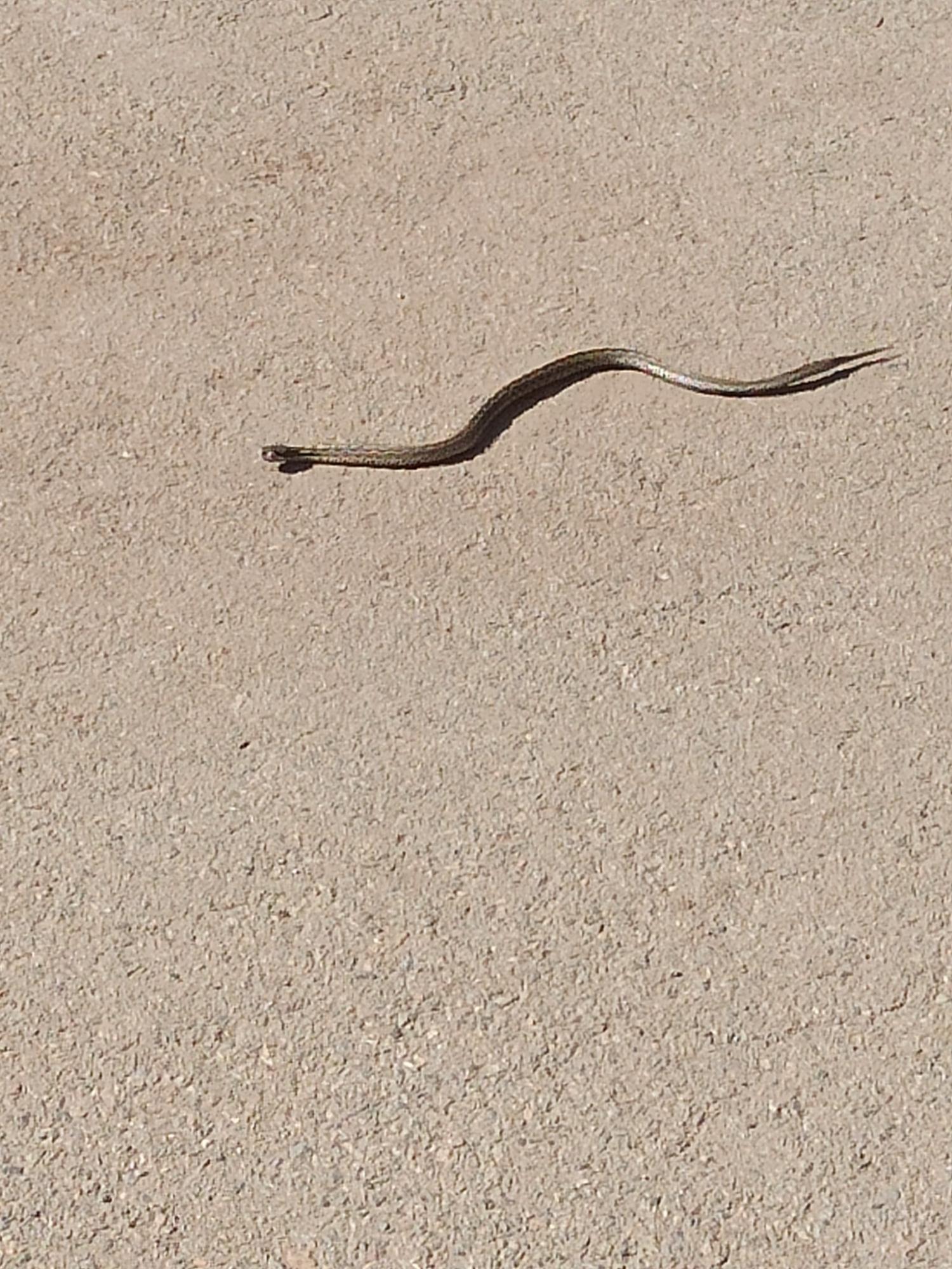 Под Днепром в школу заползла ядовитая гадюка: детей еле спасли