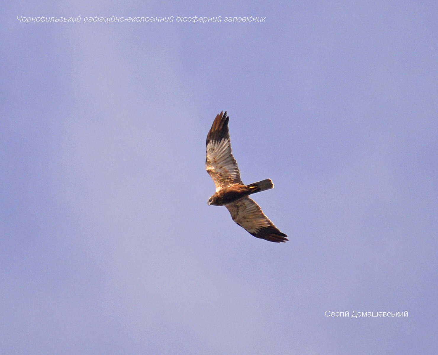 З Чорнобильської зони відлітають птахи: на фото показали міграцію