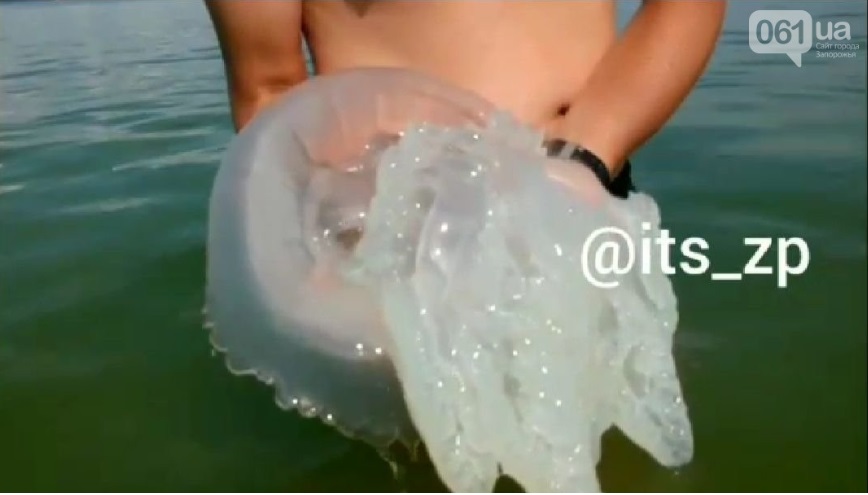 Побережье Азовского моря атаковали огромные жалящие медузы (видео)
