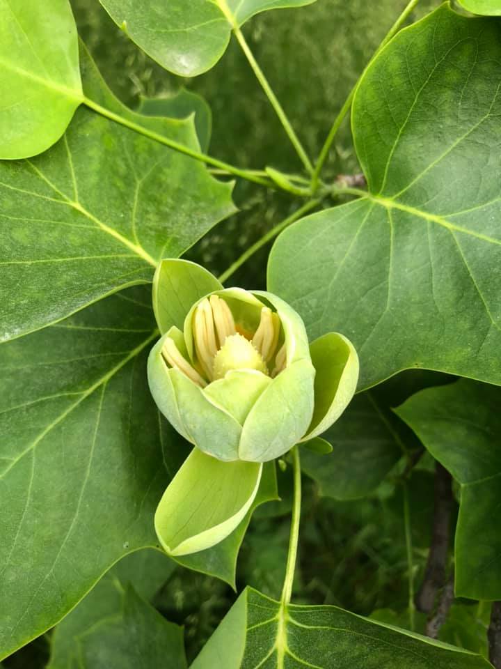 У Києві розквітло унікальне тюльпанове дерево: яскраві фото