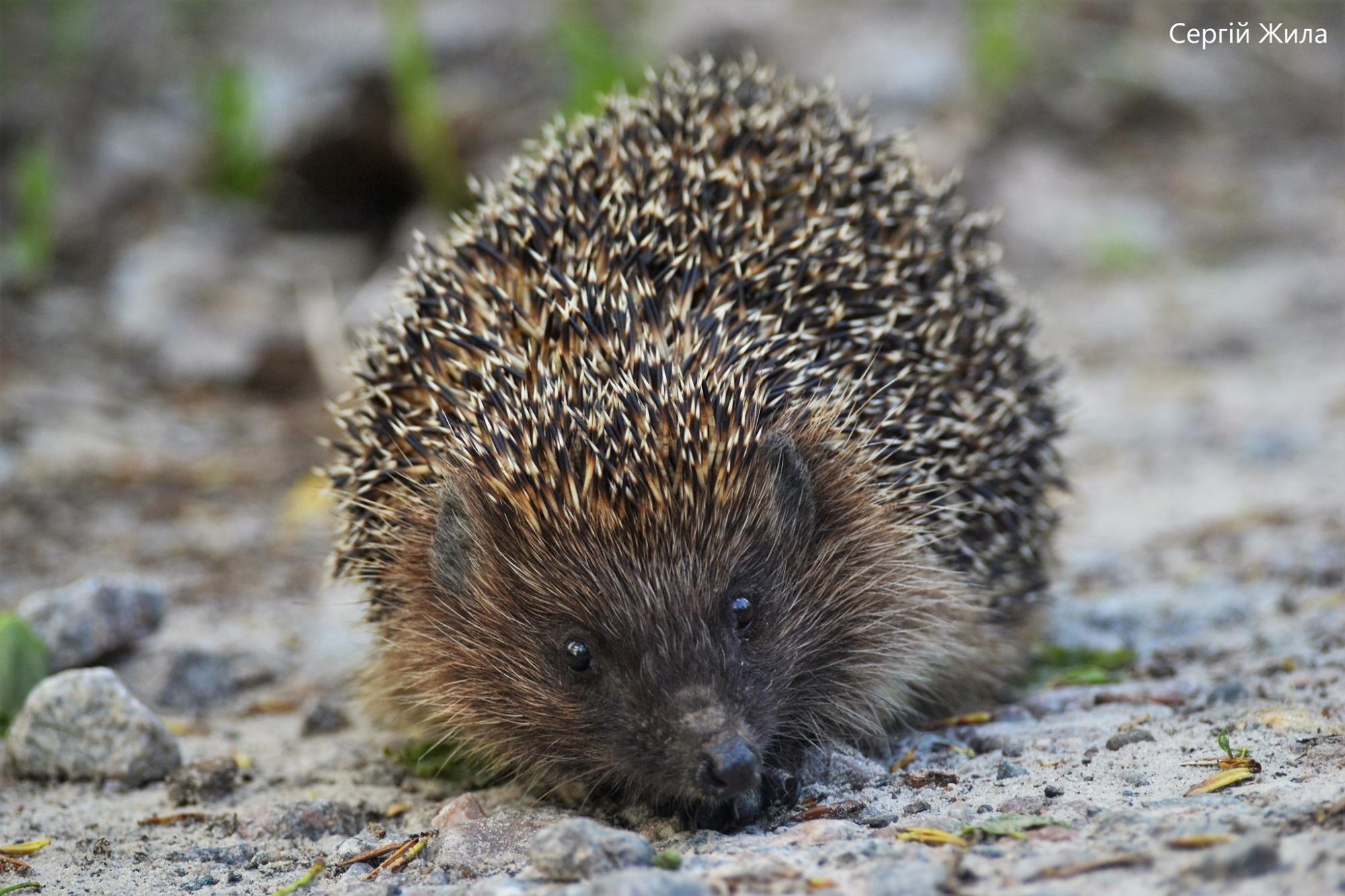 Маленький и колючий хищник: в Чернобыльской зоне сняли редкое здесь животное