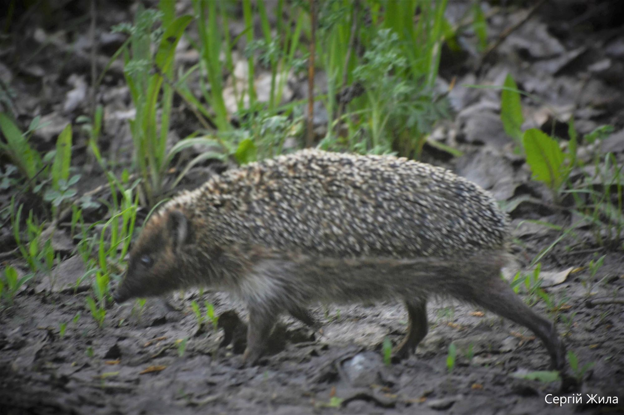 Маленький и колючий хищник: в Чернобыльской зоне сняли редкое здесь животное