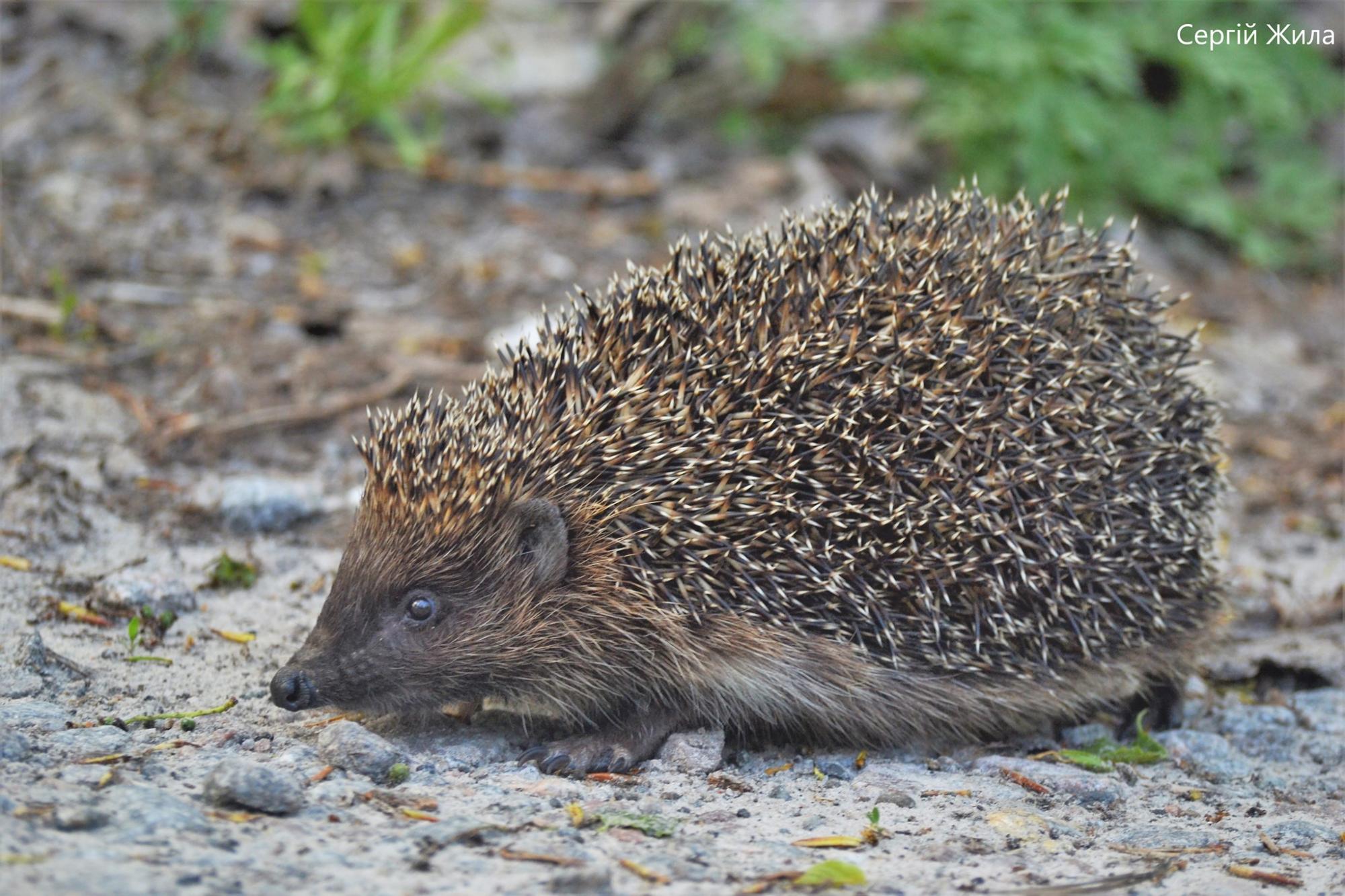 Маленький і колючий хижак: у Чорнобильській зоні зняли рідкісну тут тварину