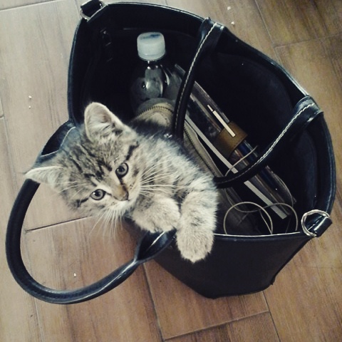 Будущая нардеп от &quot;Слуги народа&quot; и главный антикоррупционер Рады удивила декларацией