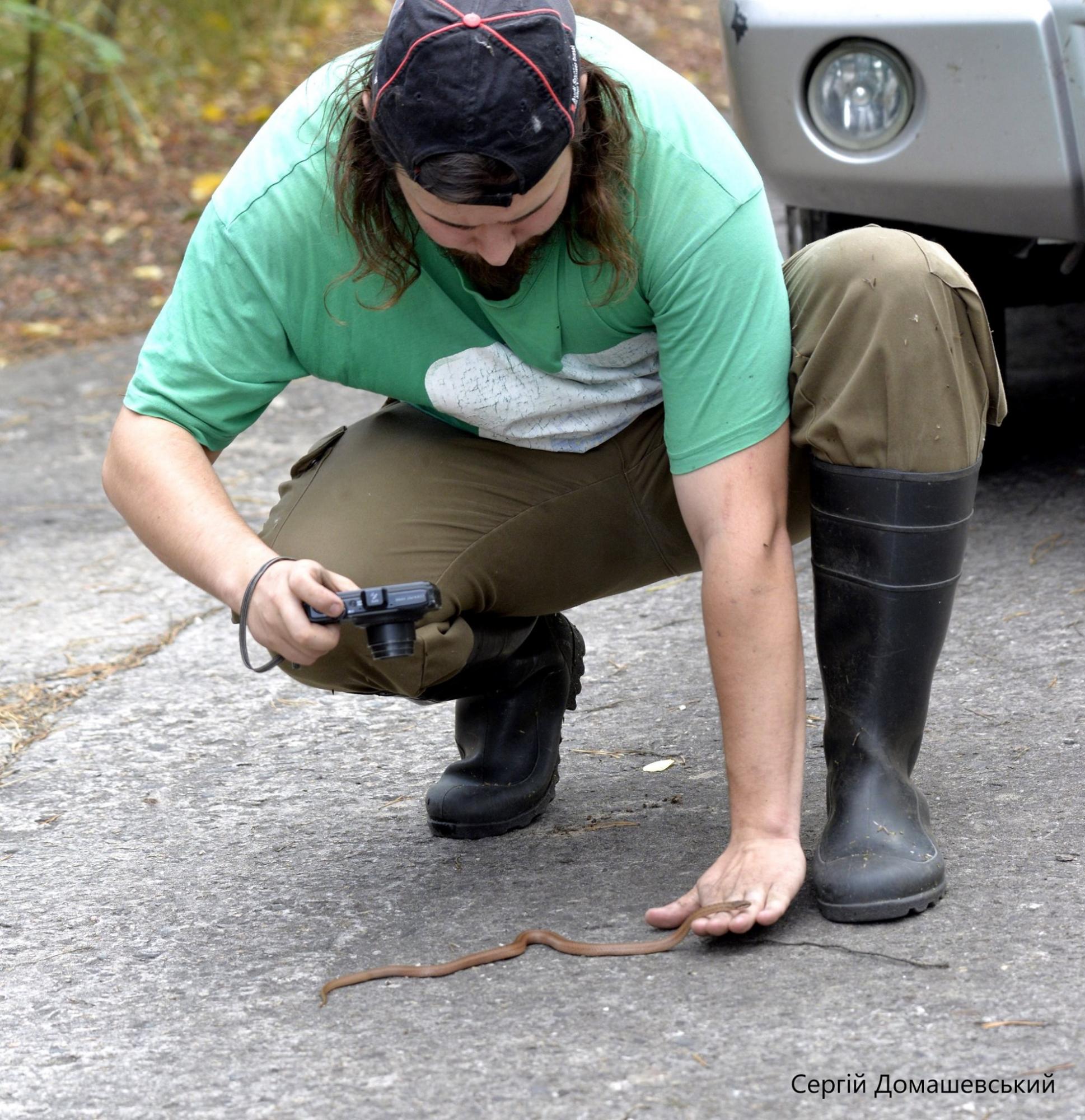 В Чернобыле ученые заметили редкую для Украины змею: фото рептилии