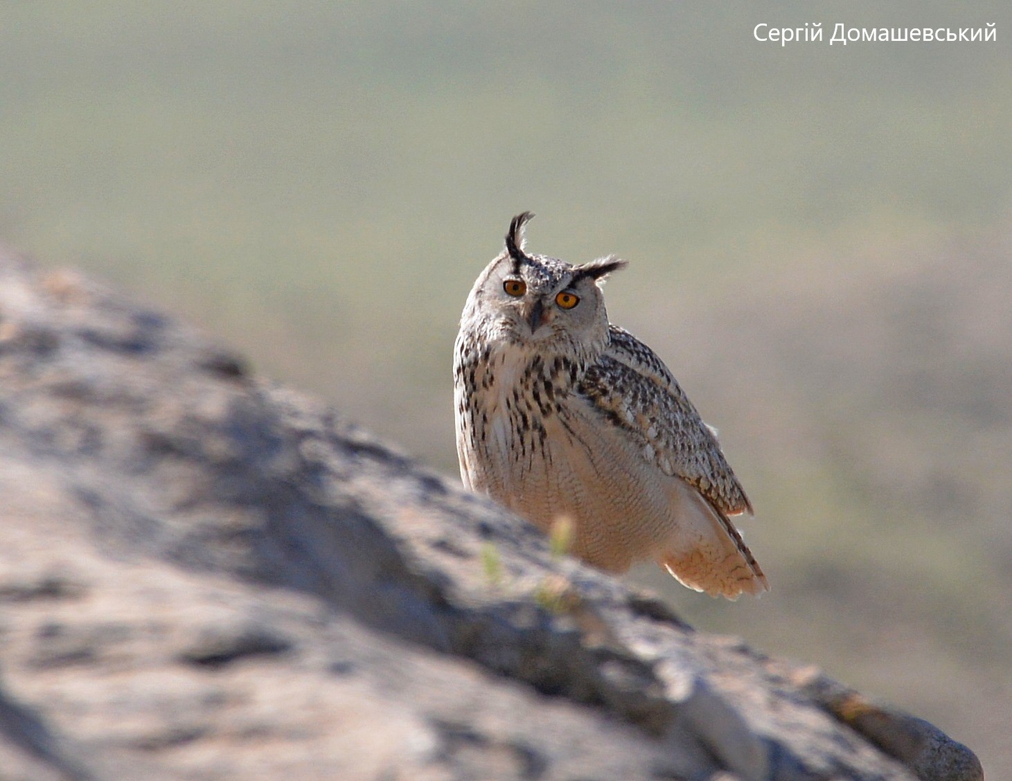 В Чернобыльской зоне увидели редкую птицу: она громко кричит