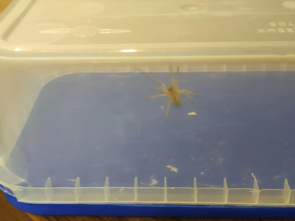 Еще и охотятся! Украинскую поэтессу укусил опасный паук (фото)