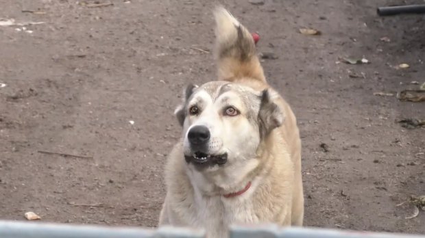 Под Черкассами хозяин собак 6 лет держит в страхе все село