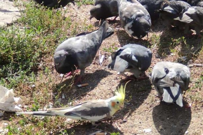 У Києві в зграї голубів побачили екзотичного птаха з жовтим чубчиком (фото)