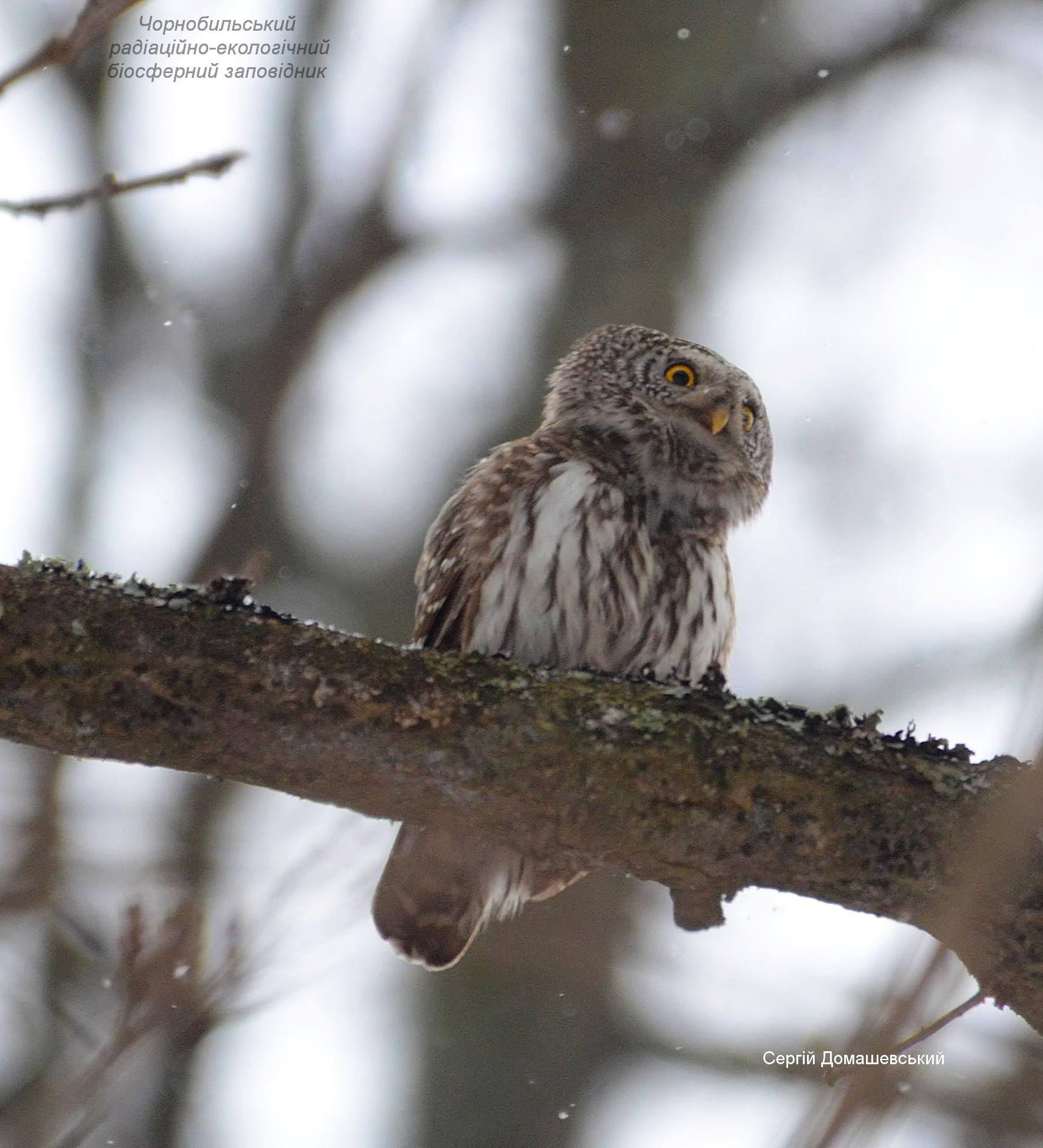 В Чернобыле показали самую крохотную птицу-хищника: весит 80 граммов