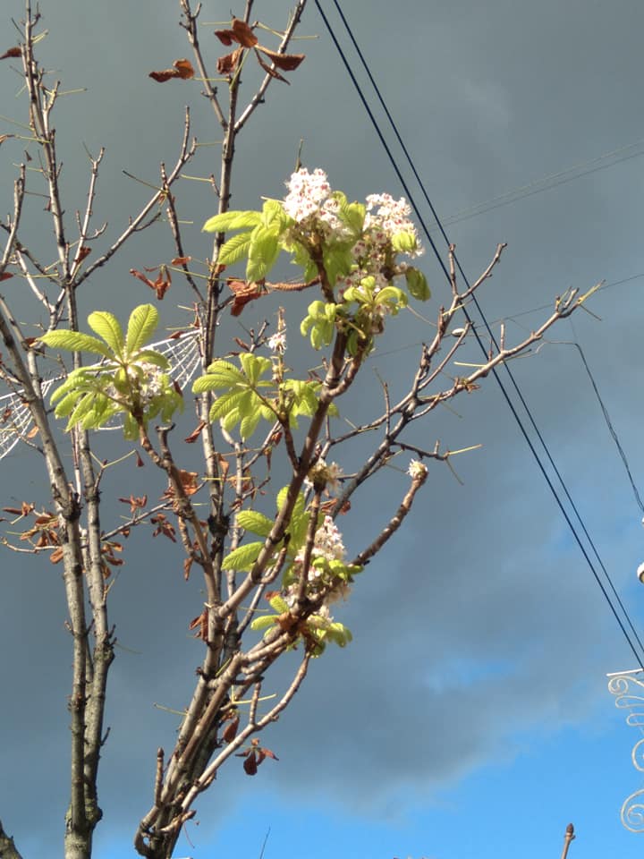 Весна осенью? В Киеве на фото попала природная аномалия
