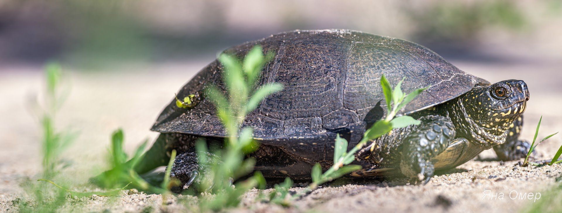Тільки один вид: у Чорнобилі показали унікальну тварину