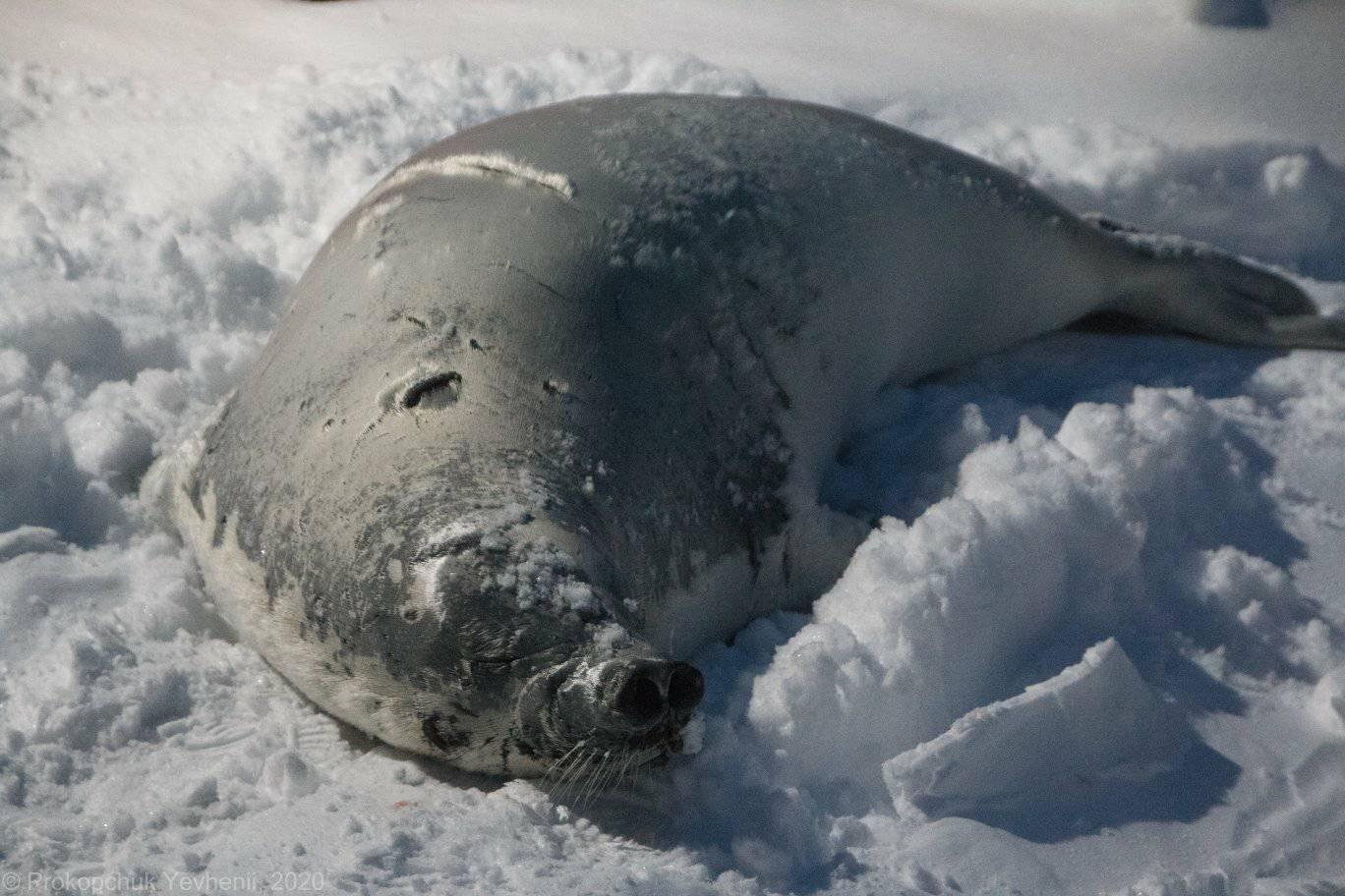 До українських полярників в Антарктиді зайшов на вогник &quot;гість&quot;: витоптав весь сніг