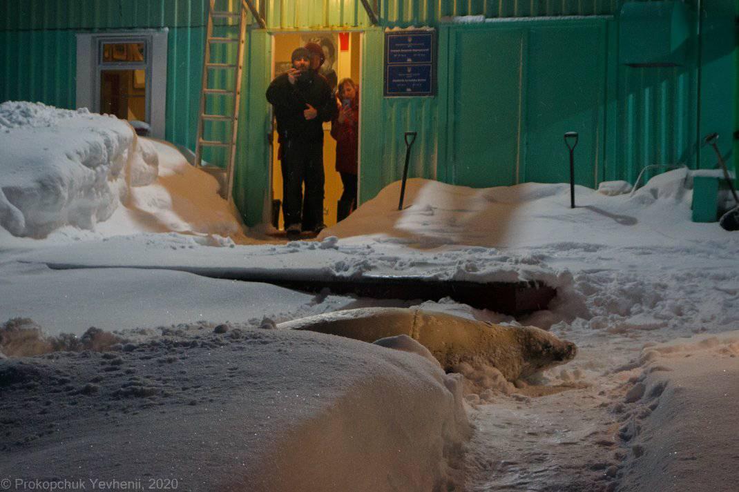 К украинским полярникам в Антарктиде зашел на огонек &quot;гость&quot;: вытоптал весь снег