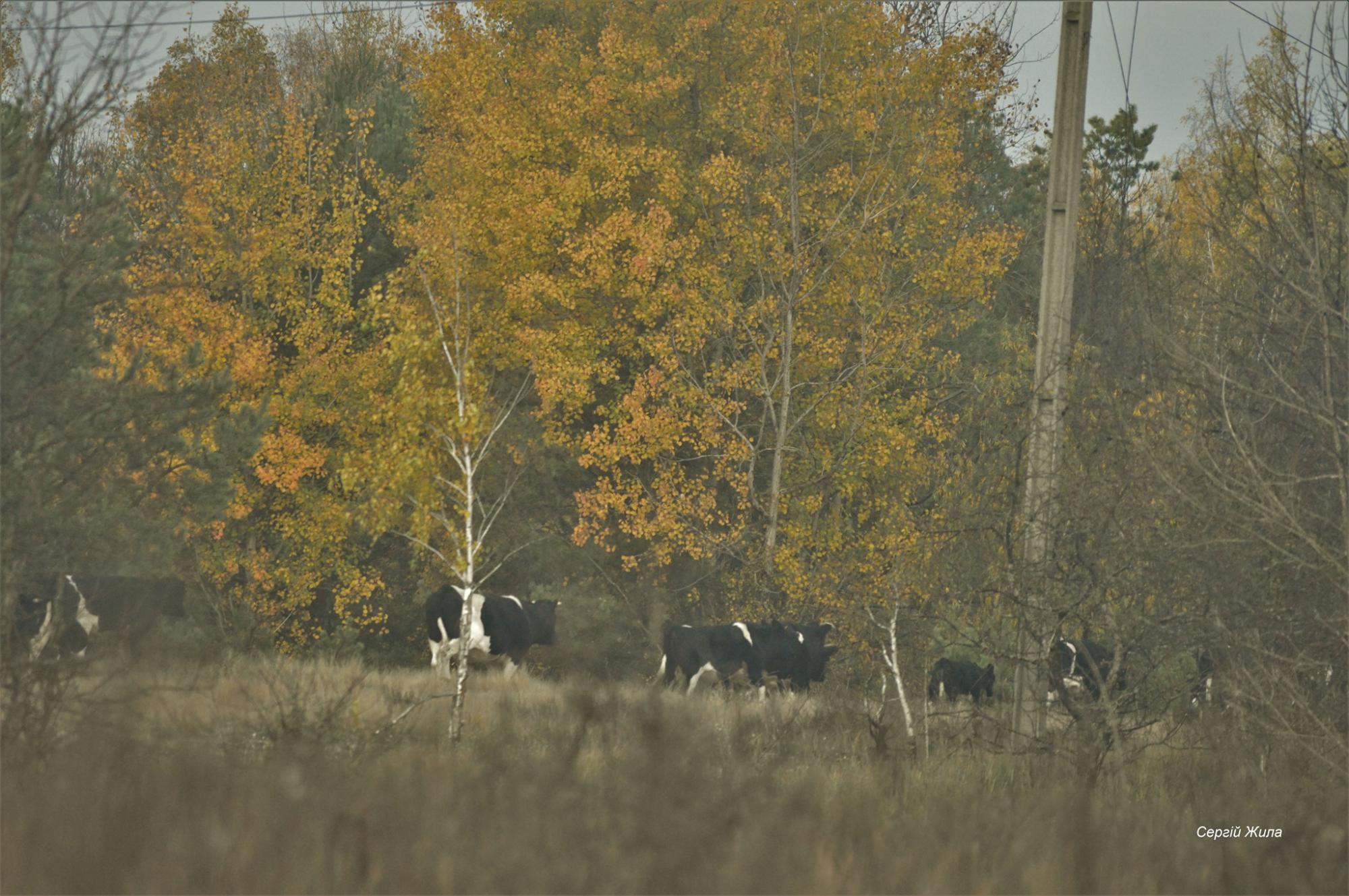 У Чорнобилі показали стадо здичавілих тварин висотою майже в людський зріст