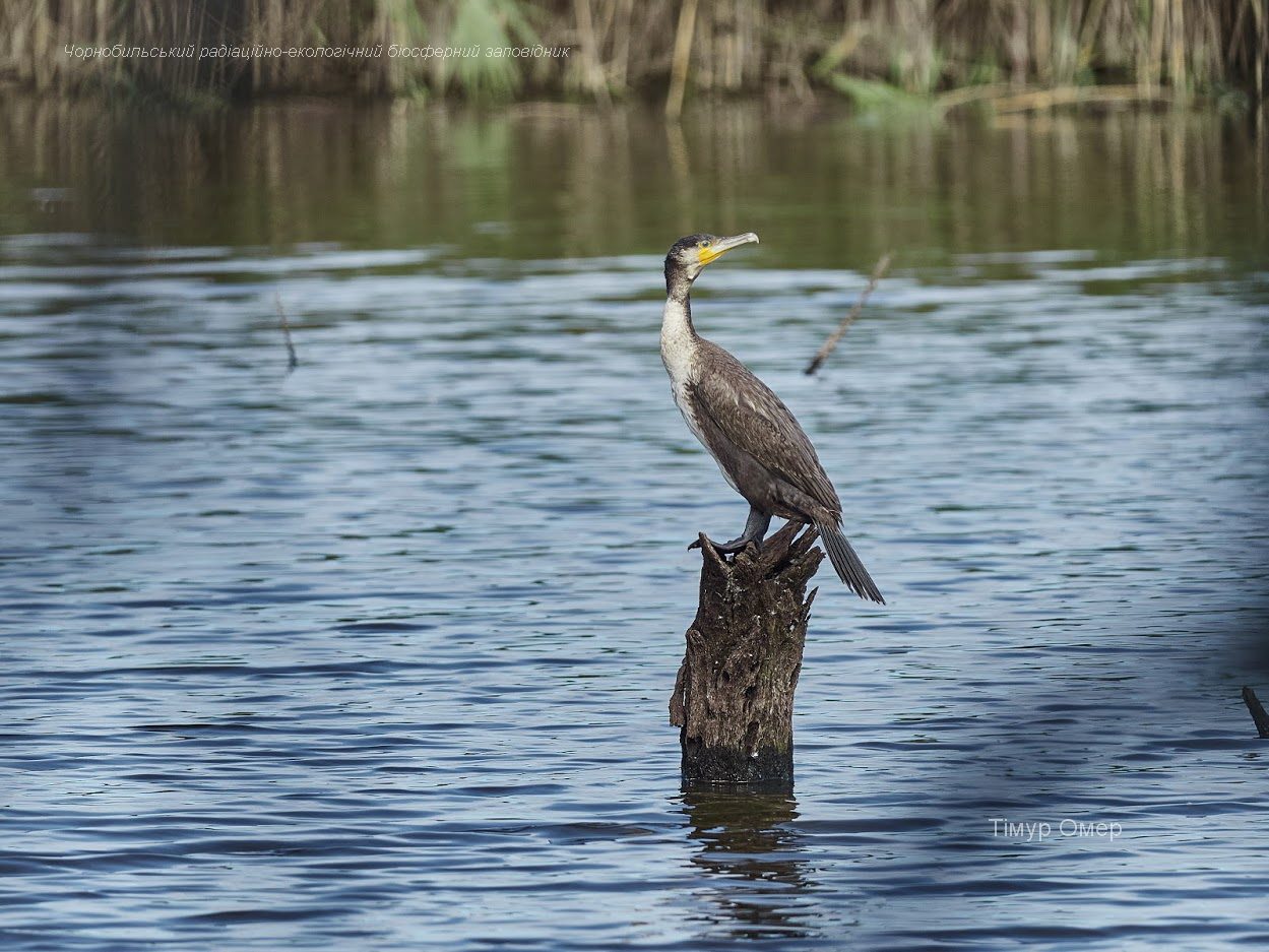 У Чорнобилі показали на яскравих фото заблукалого морського птаха-пірнальщика