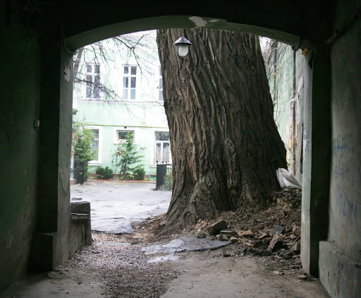 В Одессе спилили самый большой тополь в Украине: фото знаменитого дерева