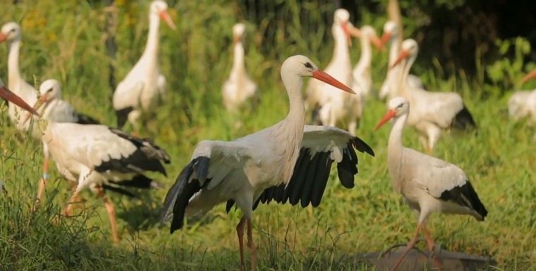 Леся Никитюк обратила внимание на важную проблему: подстерегает опасность