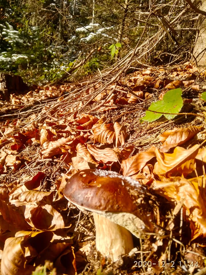 Дива у лісі на Прикарпатті: чоловік посеред зими натрапив на неймовірну знахідку (фото)