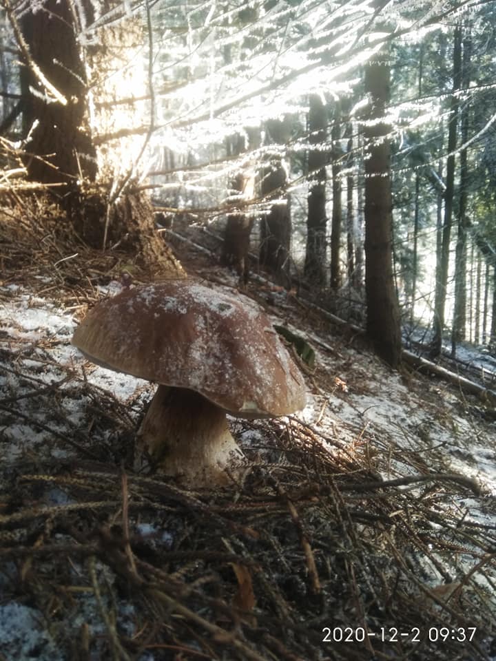 Чудеса в лесу на Прикарпатье: мужчина посреди зимы наткнулся на невероятную находку (фото)