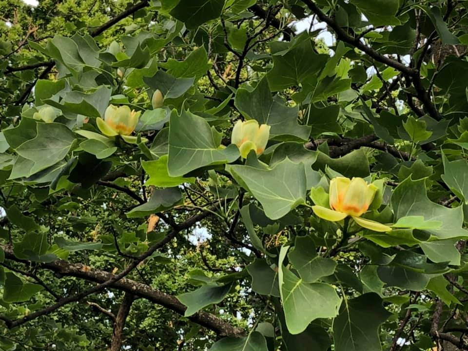 У Києві розквітло унікальне тюльпанове дерево: яскраві фото