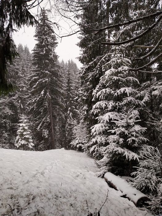 У Карпатах вдарив лютий мороз і захурделило: фото зимової казки