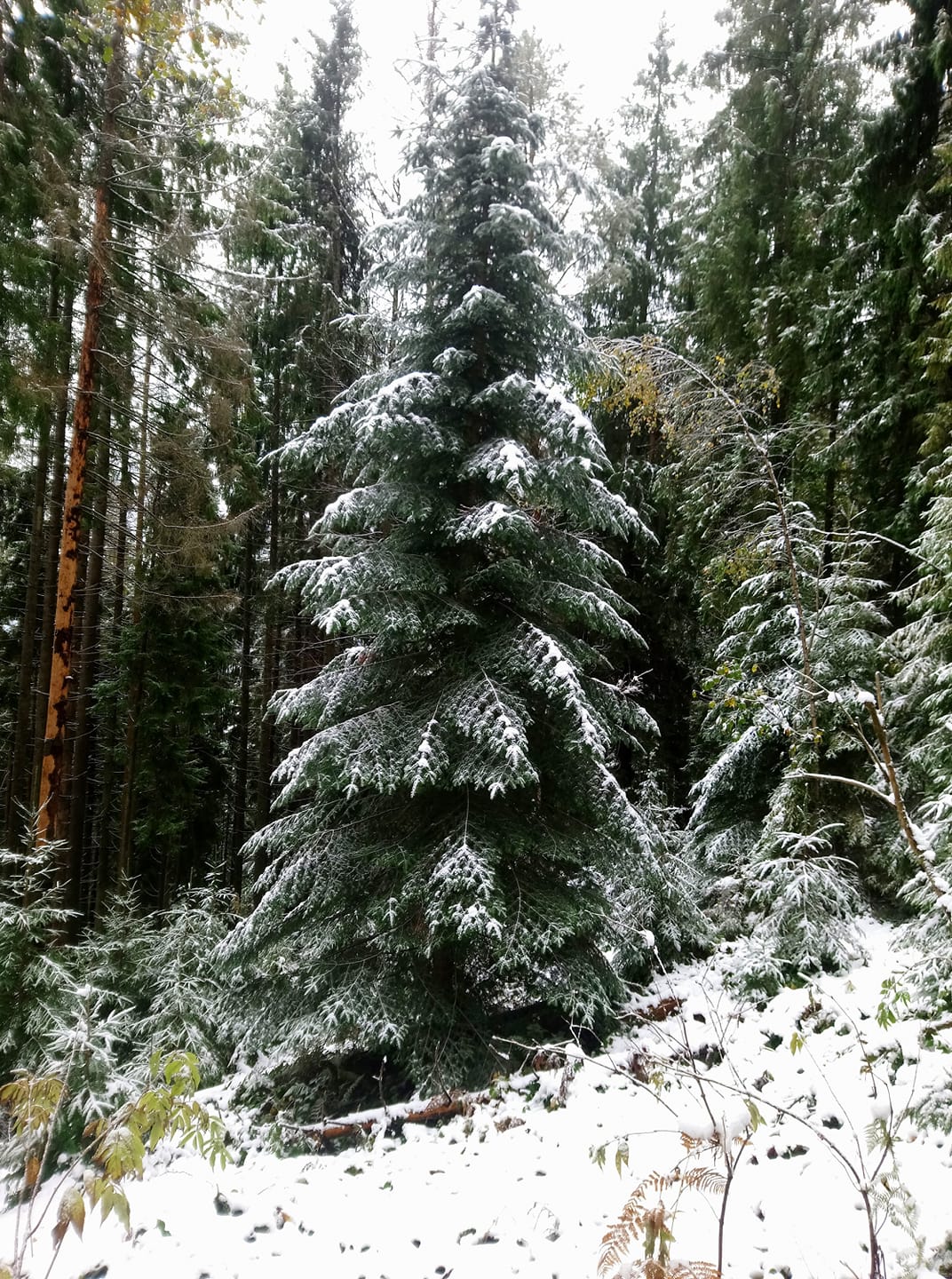 У Карпатах вдарив лютий мороз і захурделило: фото зимової казки
