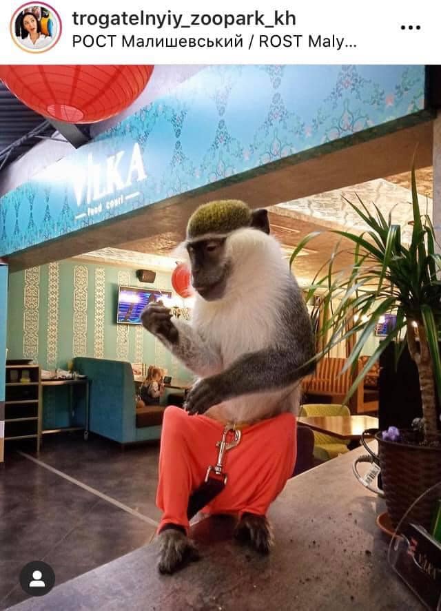 Украинский супермаркет попал в скандал: развлекал покупателей измученным животным