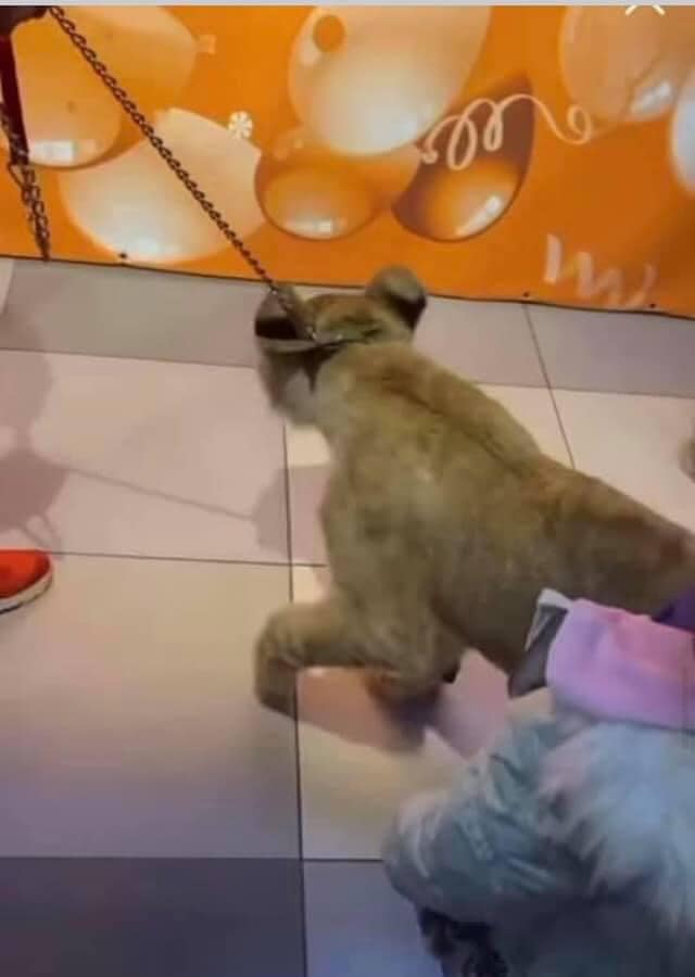 Український супермаркет потрапив у скандал: розважав покупців змученою твариною